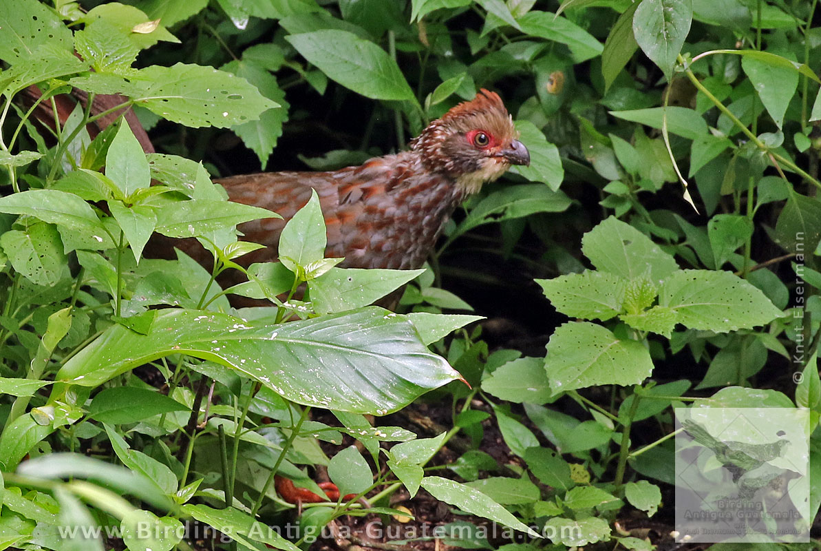Buffy-crowned Wood-Partridge