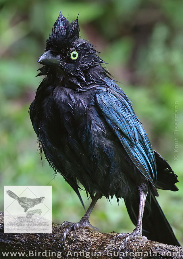 Bushy-crested Jay