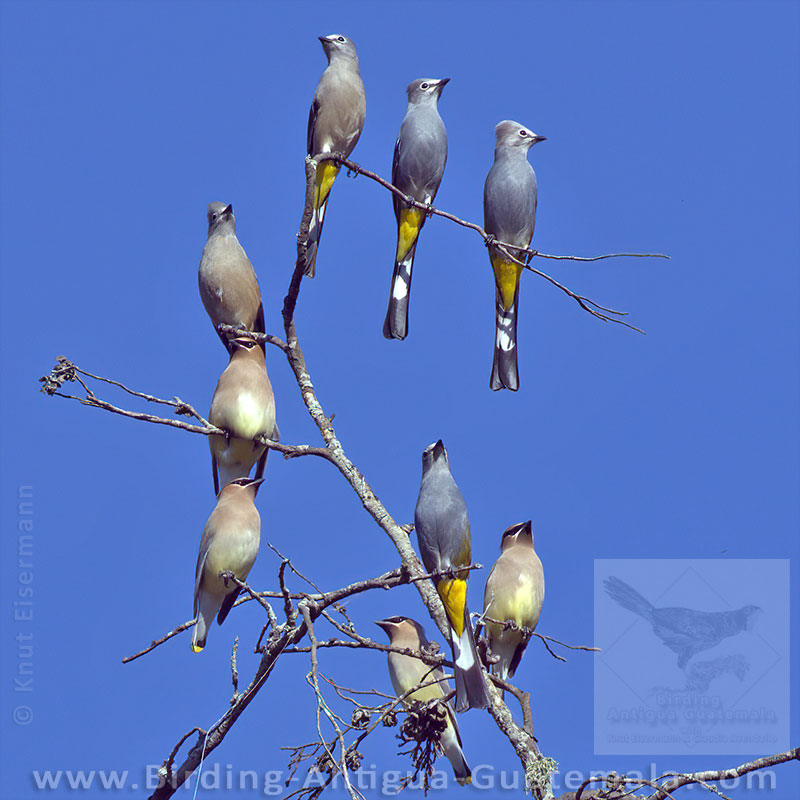 Cedar Waxwings and Gray Silky-flycatchers
