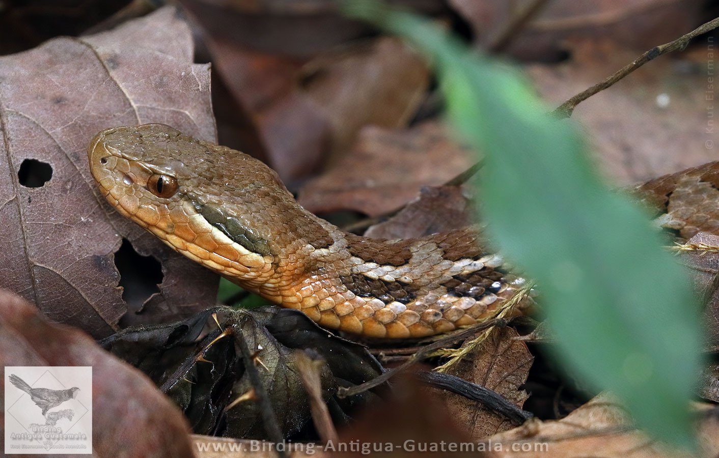 Godman's Mountain Pitviper, Cerrophidion godmani