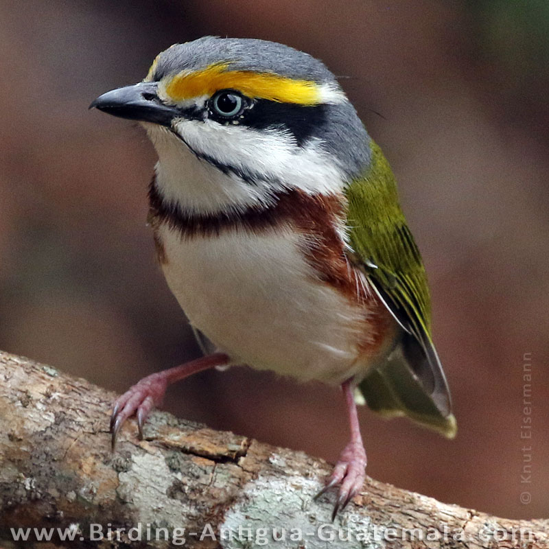 Chestnut-sided Shrike-Vireo