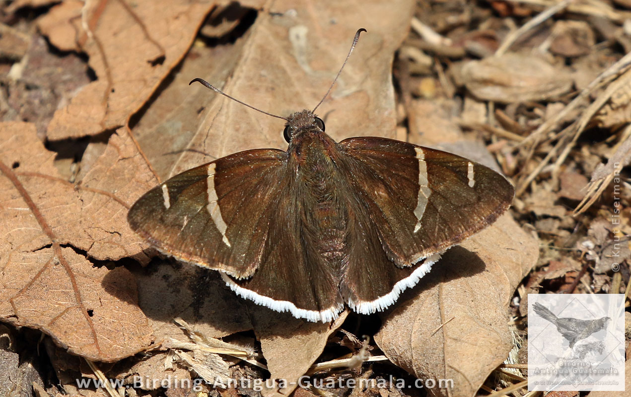 Chisos Banded-Skipper