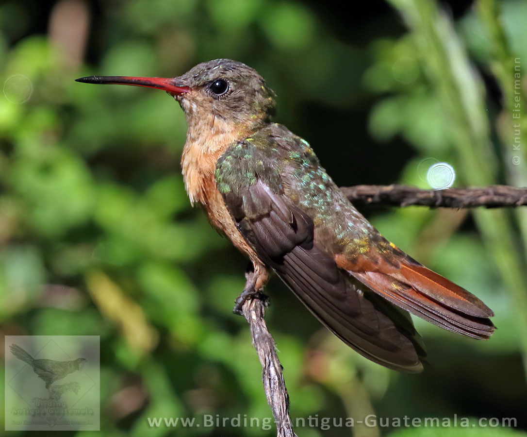 Cinnamon Hummingbird