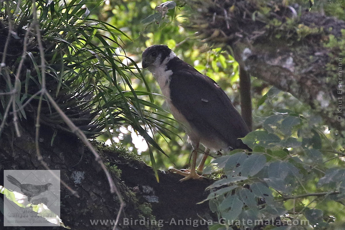 Collared Forest-Falcon
