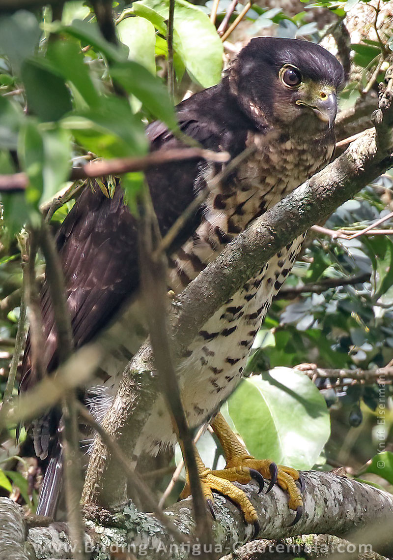juvenile Collared Forest-Falcon