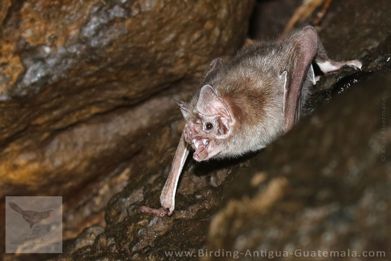 Common Vampire Bat