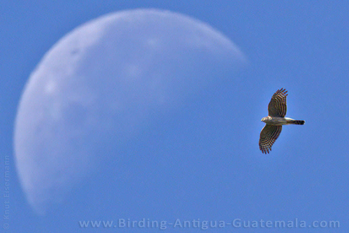 Cooper's Hawk