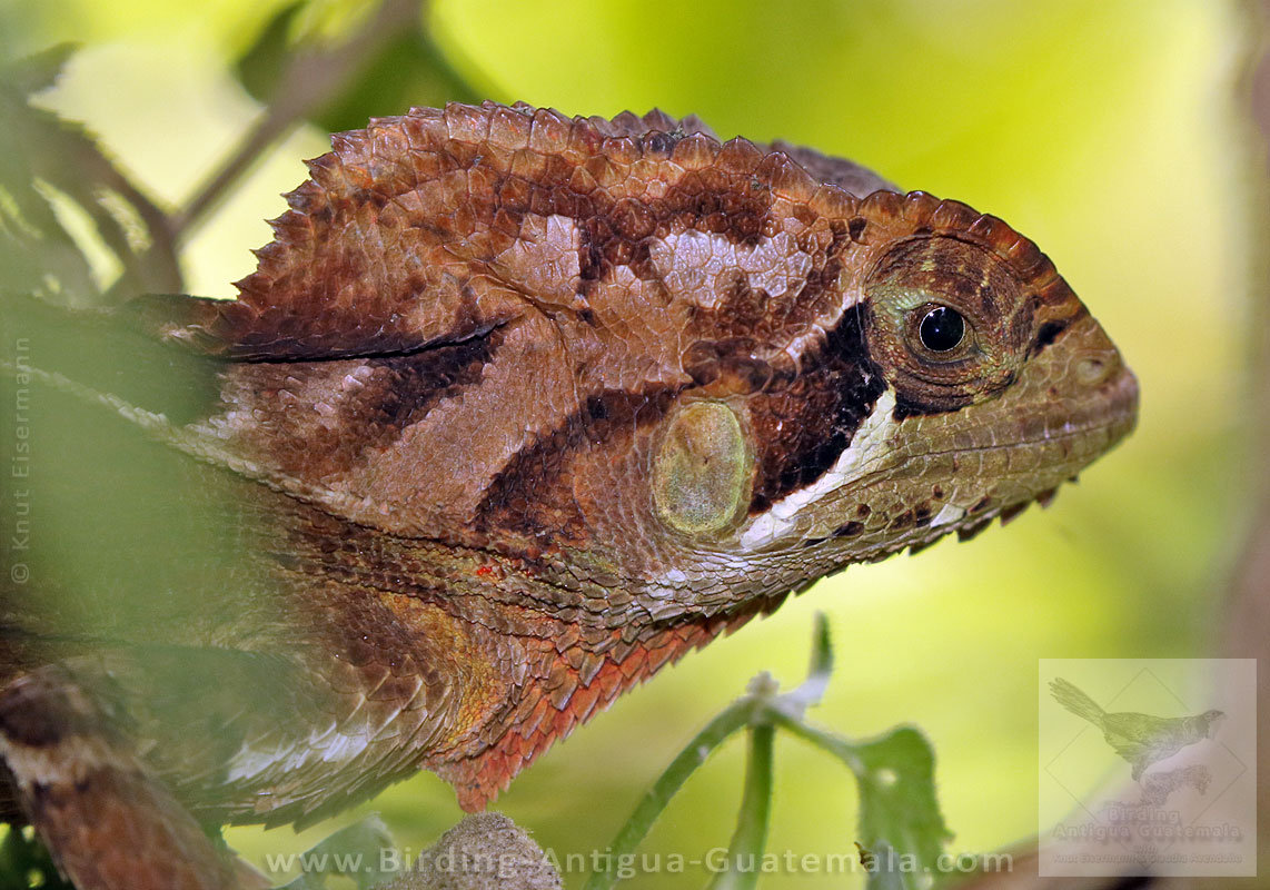 Keeled Helmeted Iguana (Corytophanes percarinatus)