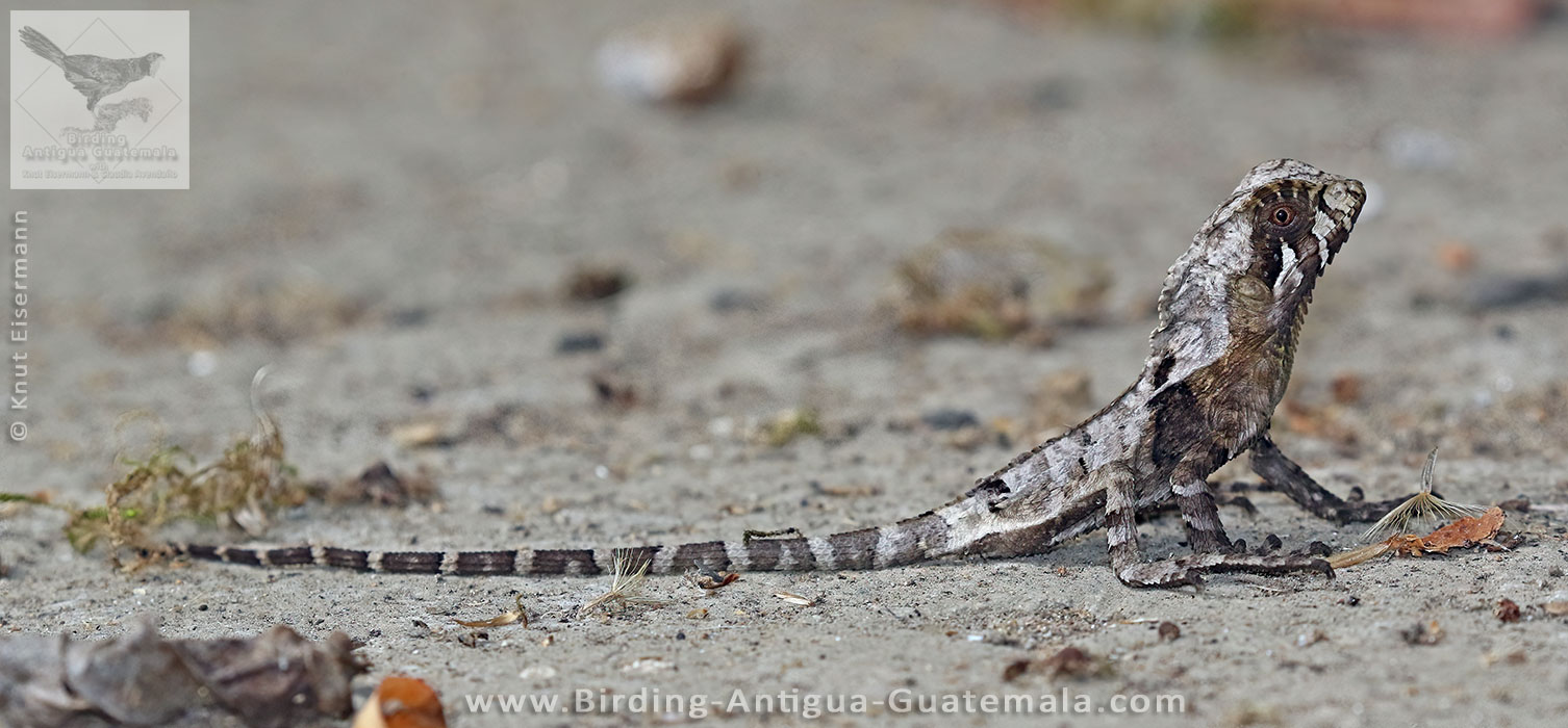 Keeled Helmeted Iguana (Corytophanes percarinatus)