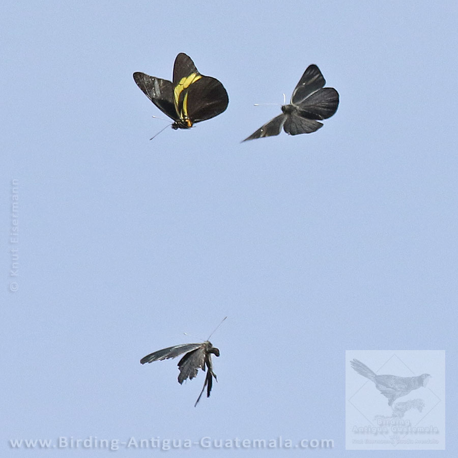 Aerial chase of 3 males of Darkened White (Pereute charops).