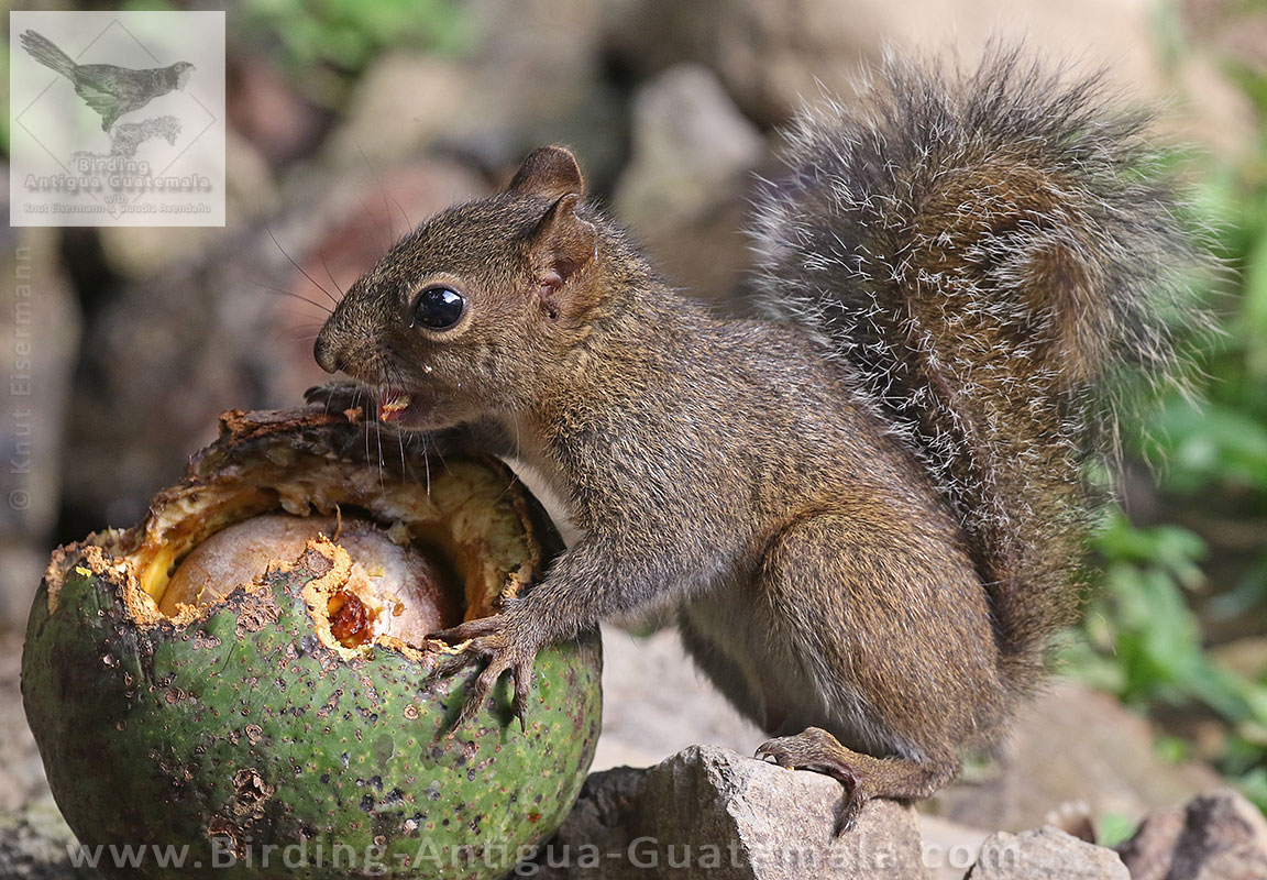 Deppe's Squirrel