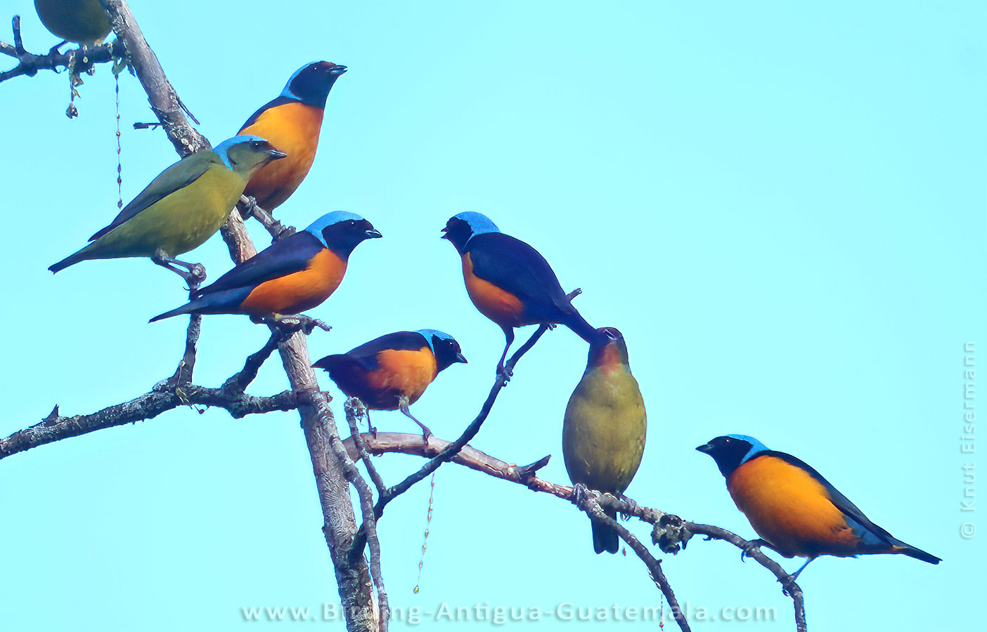 flock of Elegant Euphonias