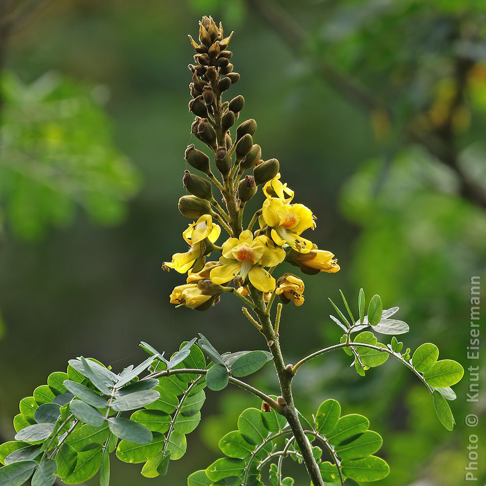 Erythrostemon-guatemalensis