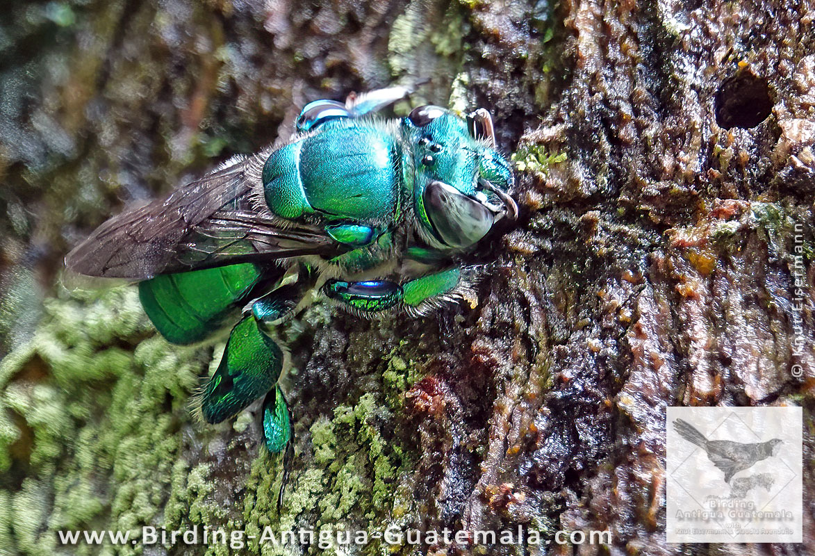 Orchid bee Euglossa sp.