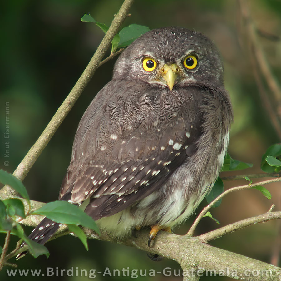 juvenile Ferruginous Pygmy-Owl