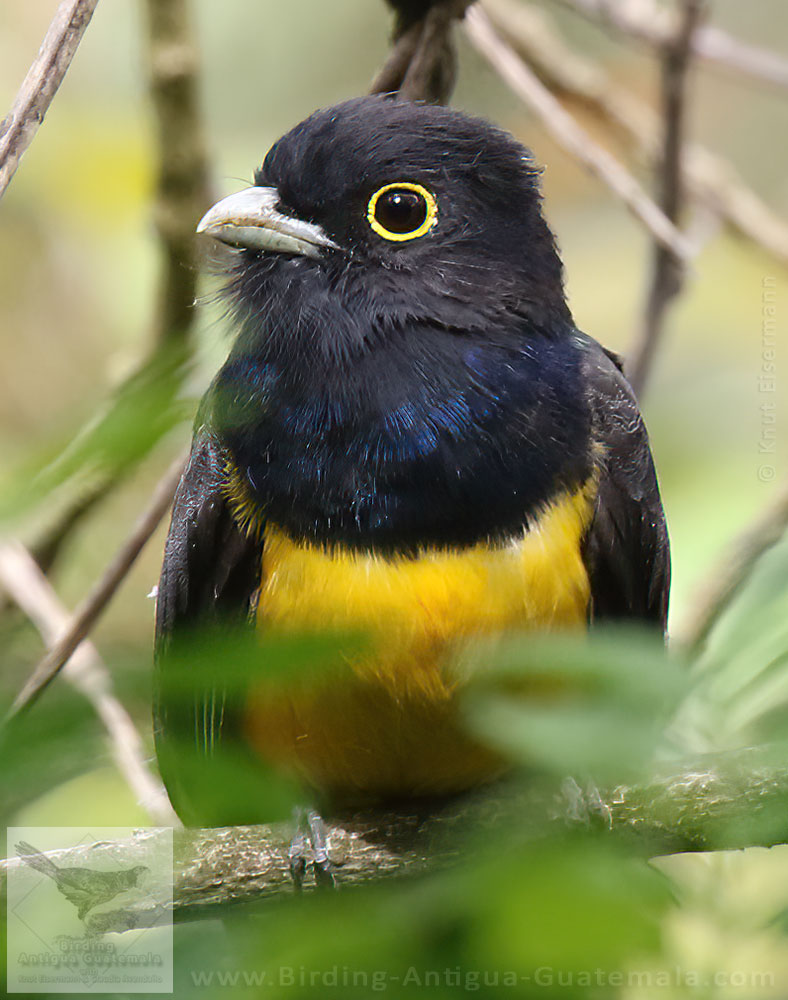 Gartered Trogon
