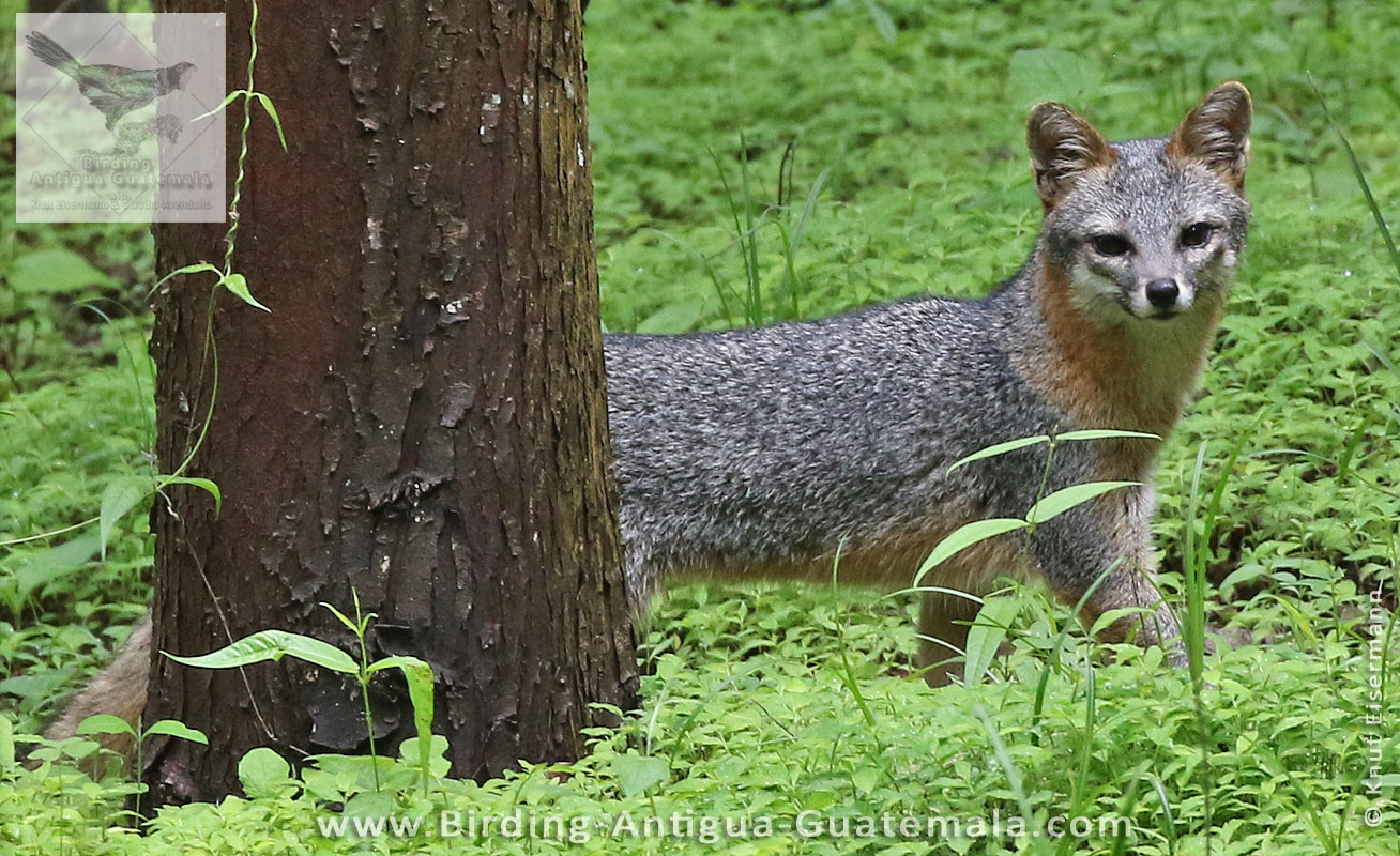 Gray Fox