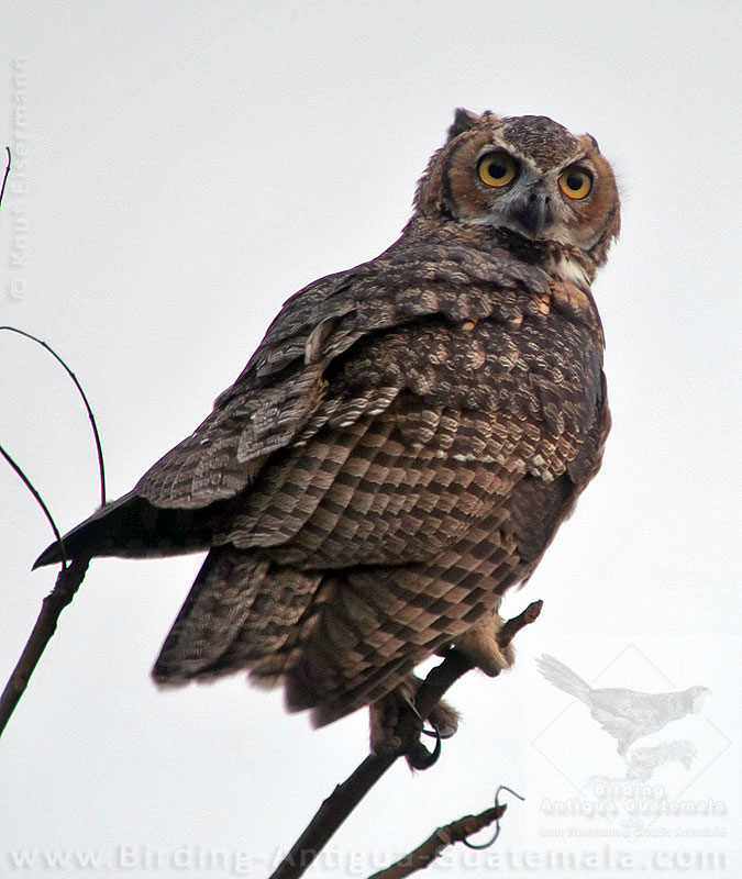 Great Horned Owl