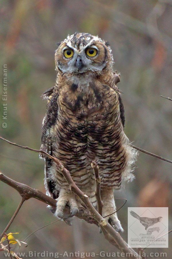 juvenile Great Horned Owl