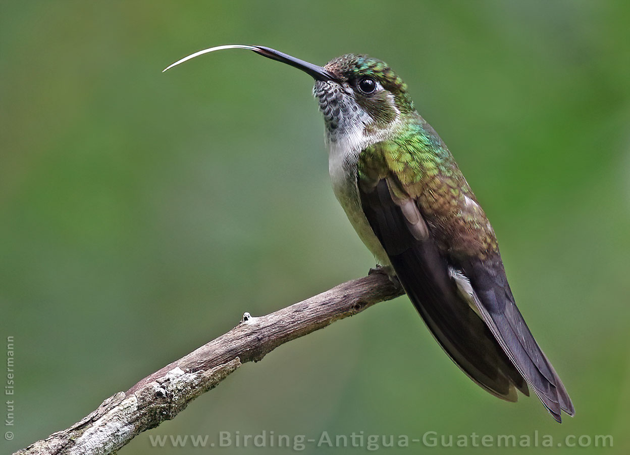male Green-throated Mountain-gem