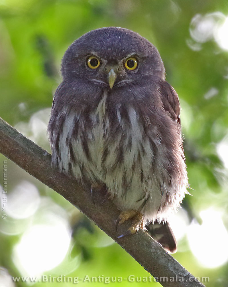 juvenile Guatemalan Pygmy-Owl