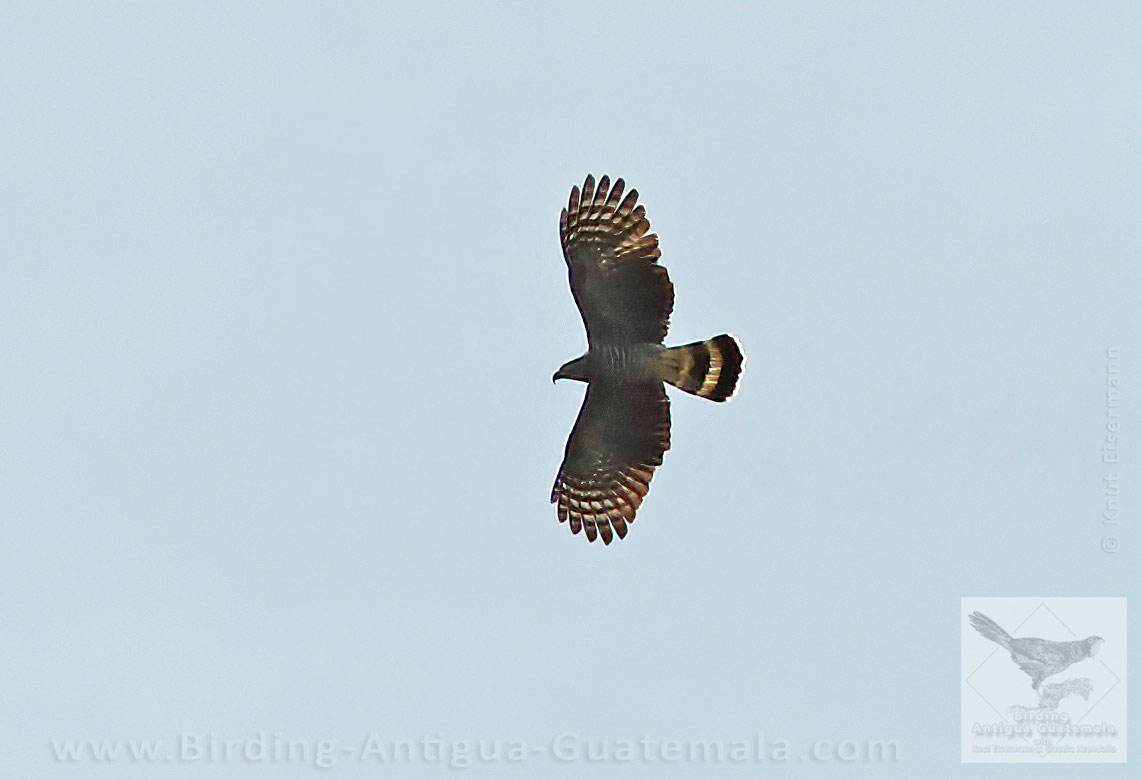Hook-billed Kite