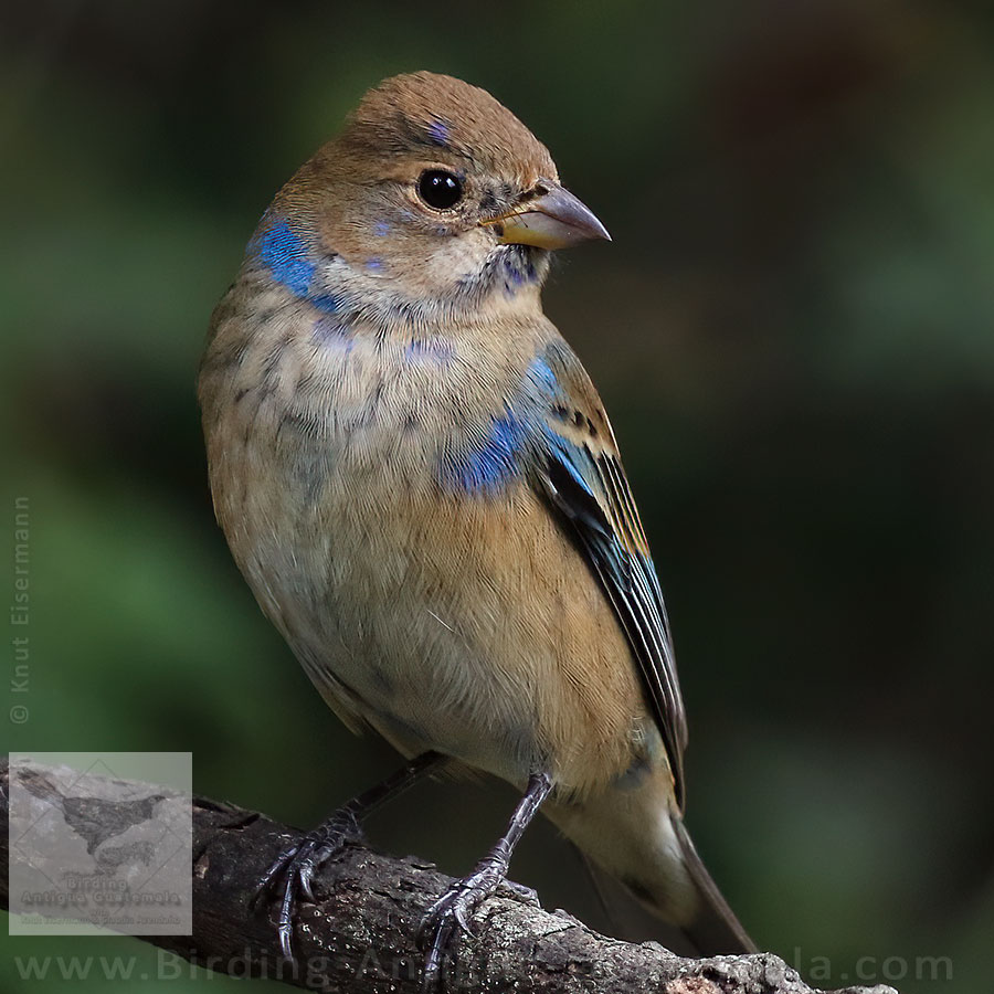 Indigo Bunting