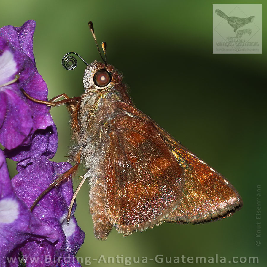 Yellow-stained Skipper (Lon inimica)