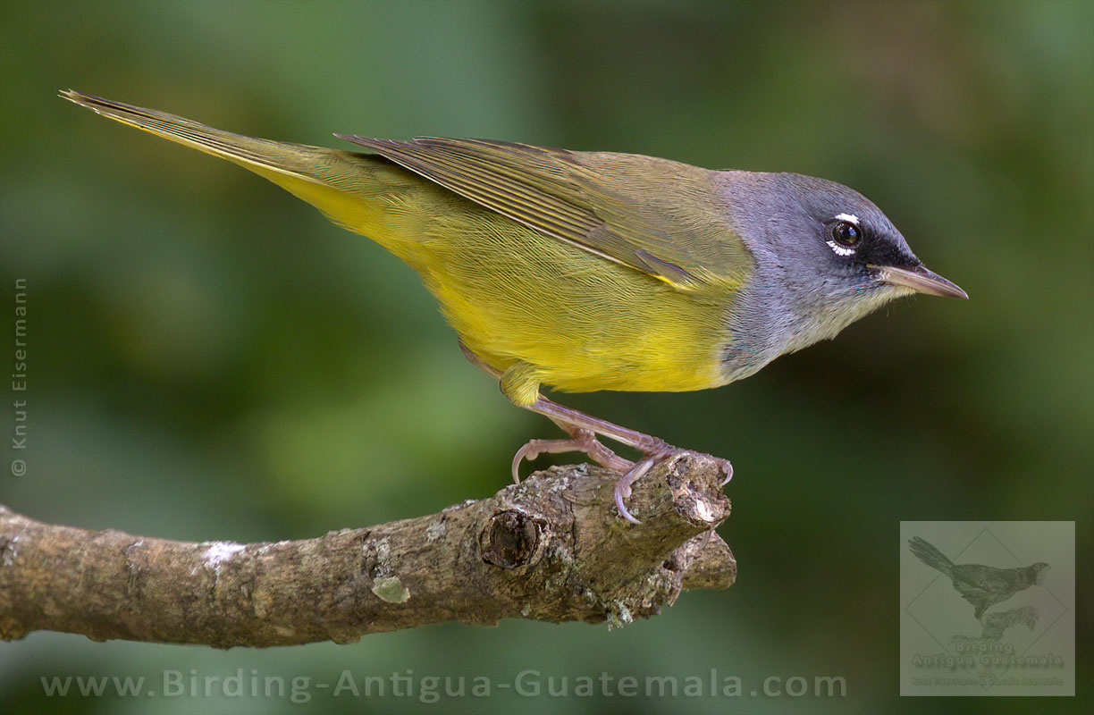 MacGillivray's Warbler