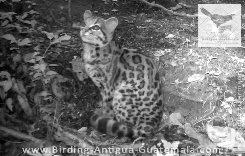 Margay
