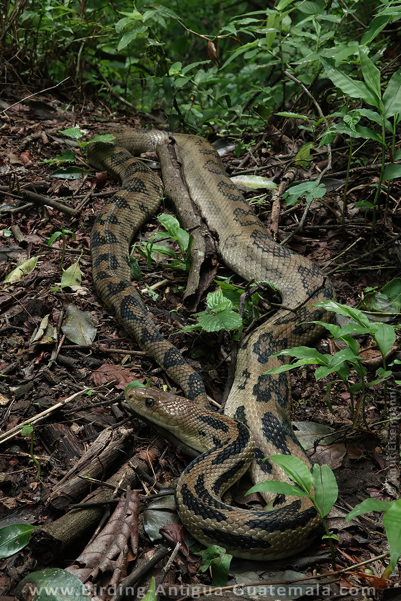Middle American Gopher Snake (Pituophis lineaticollis)