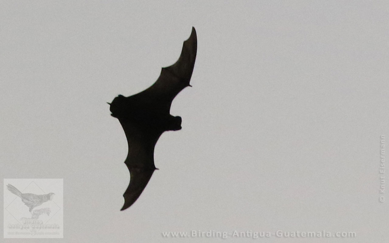 free-tailed bat (Molossidae), probably Eumops