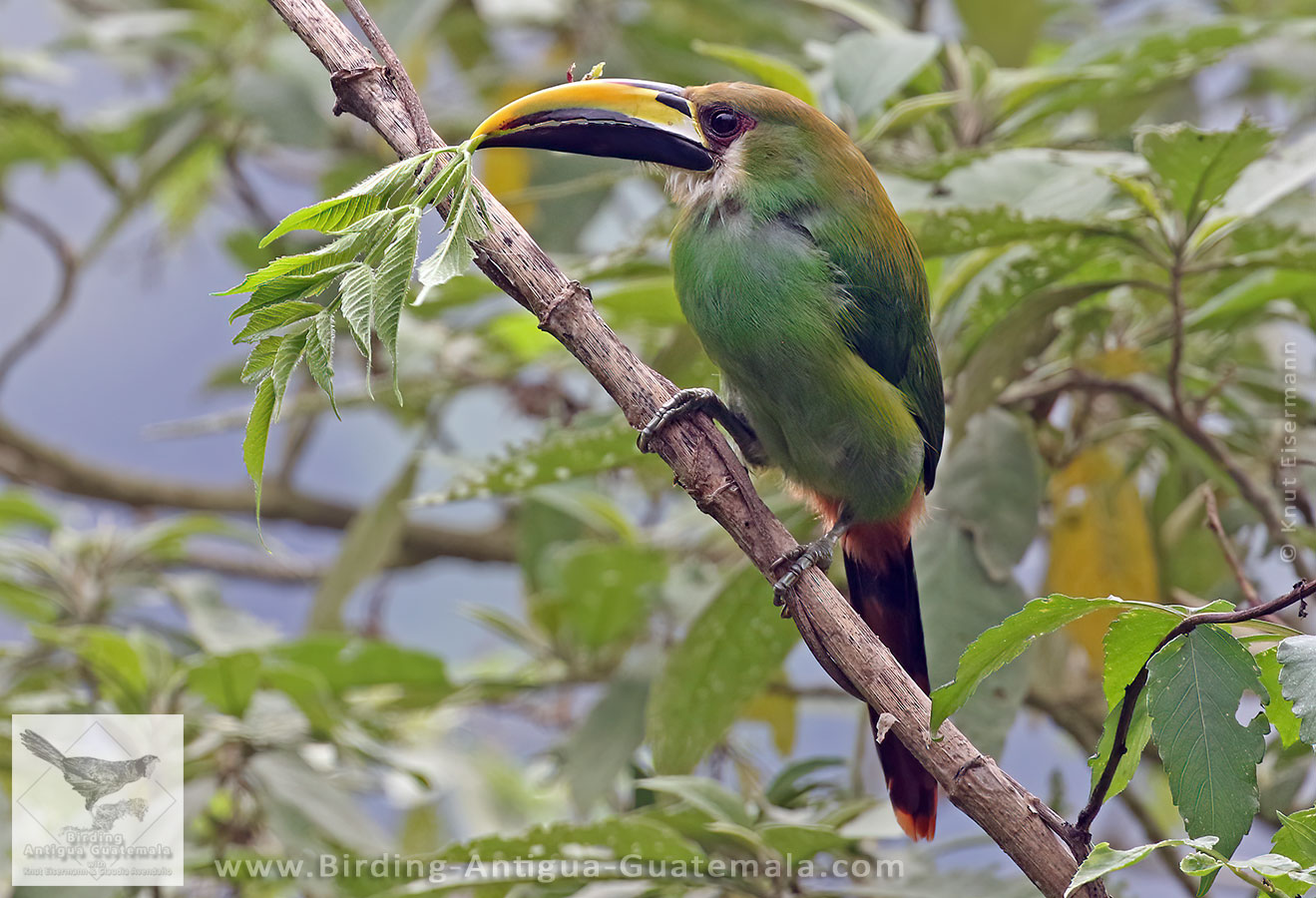 Northern Emerald-Toucanet
