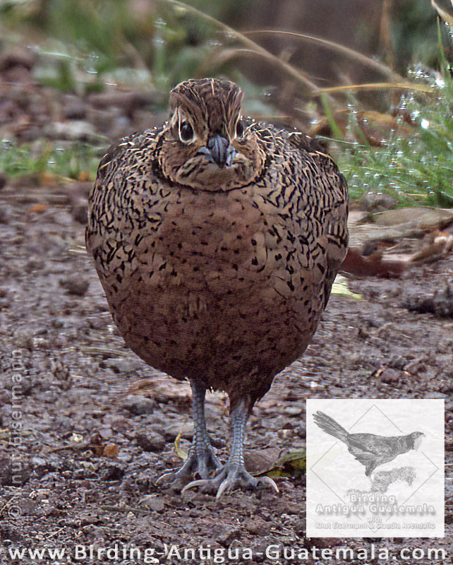 Ocellated Quail