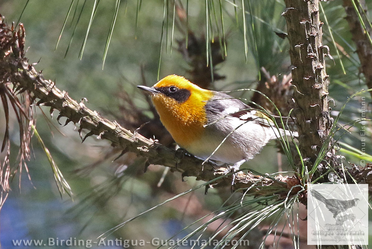 male Olive Warbler