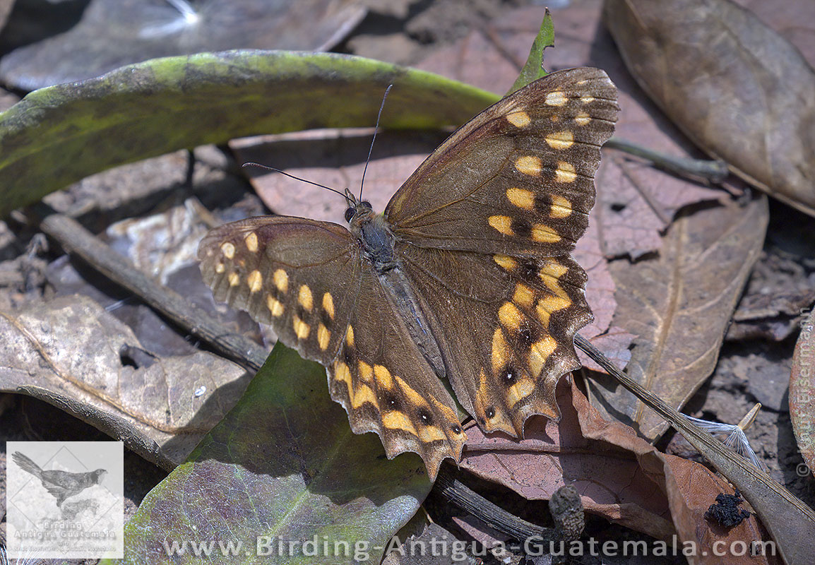 Dot-banded Oxeo (Oxeoschistus hilara)