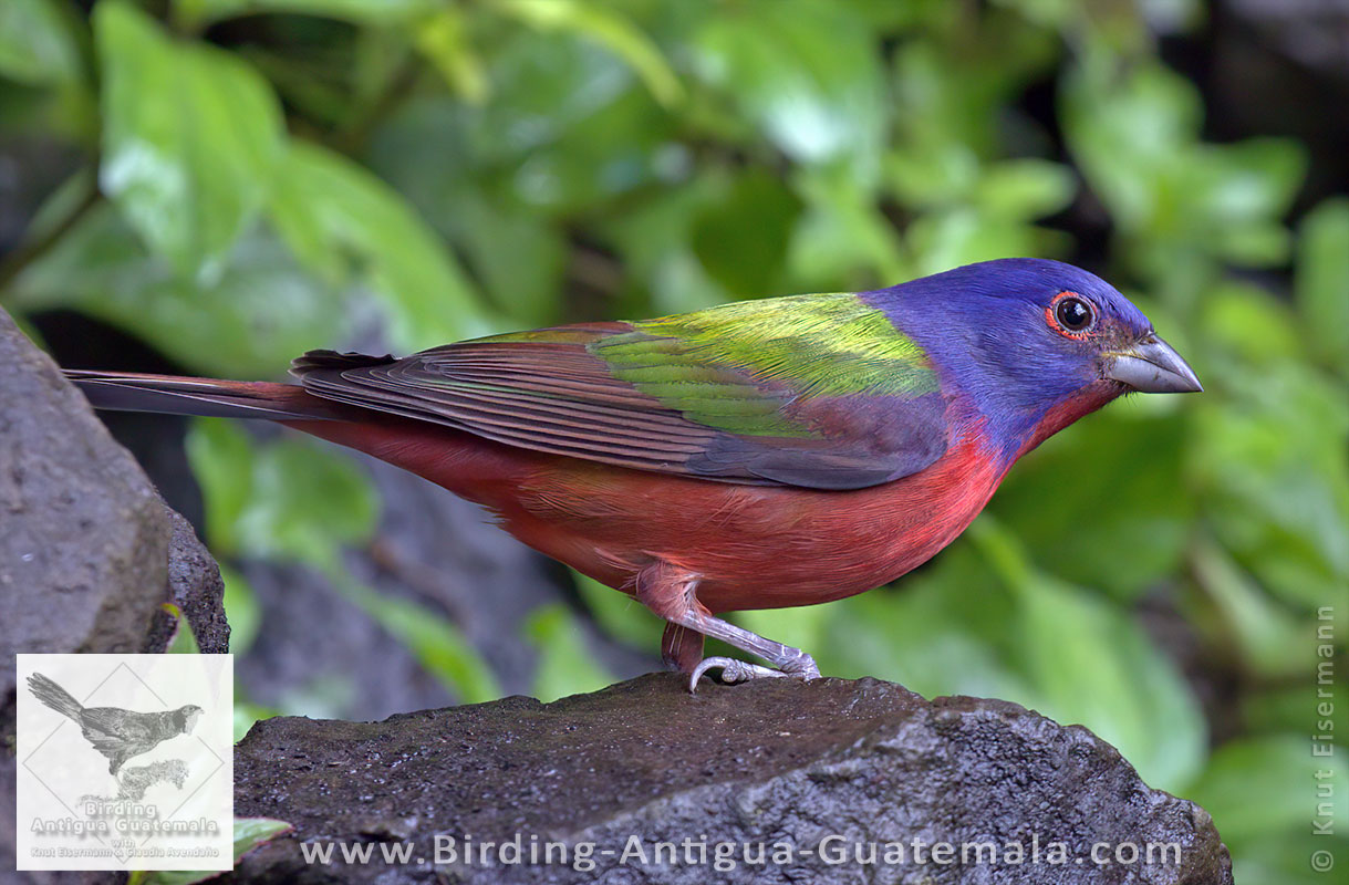 Painted Bunting