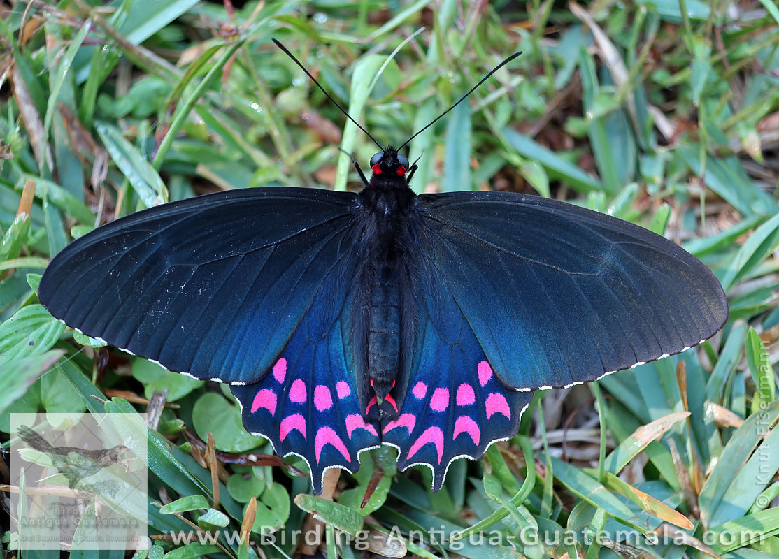 Pink-spotted Cattleheart (Parides photinus)