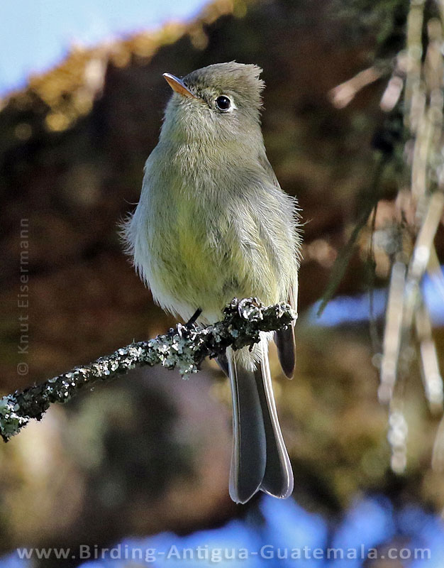 Pine Flycatcher