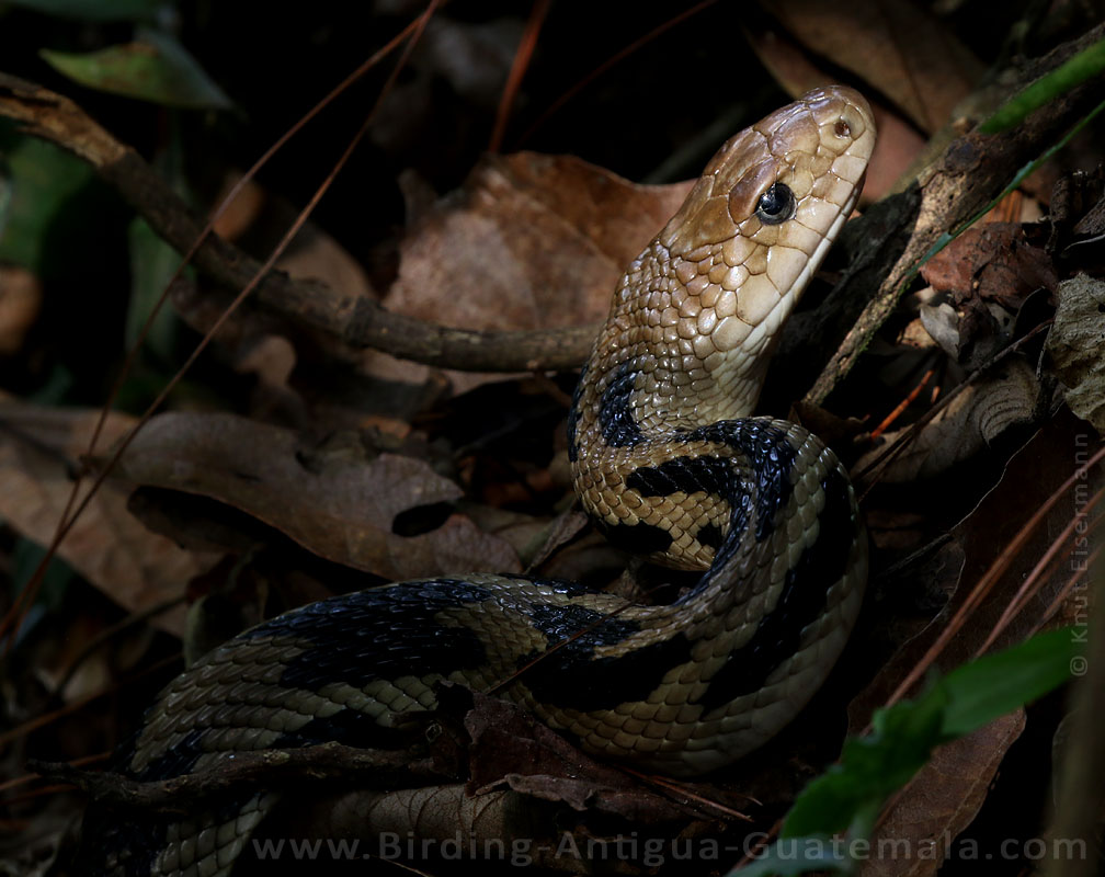 Middle American Gopher Snake Pituophis lineaticollis