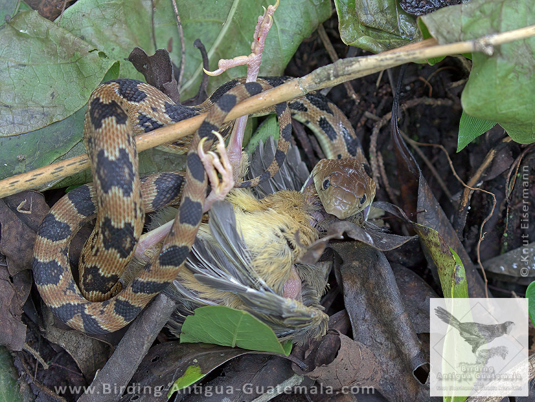 Middle American Gopher Snake with Rufous-capped Warbler