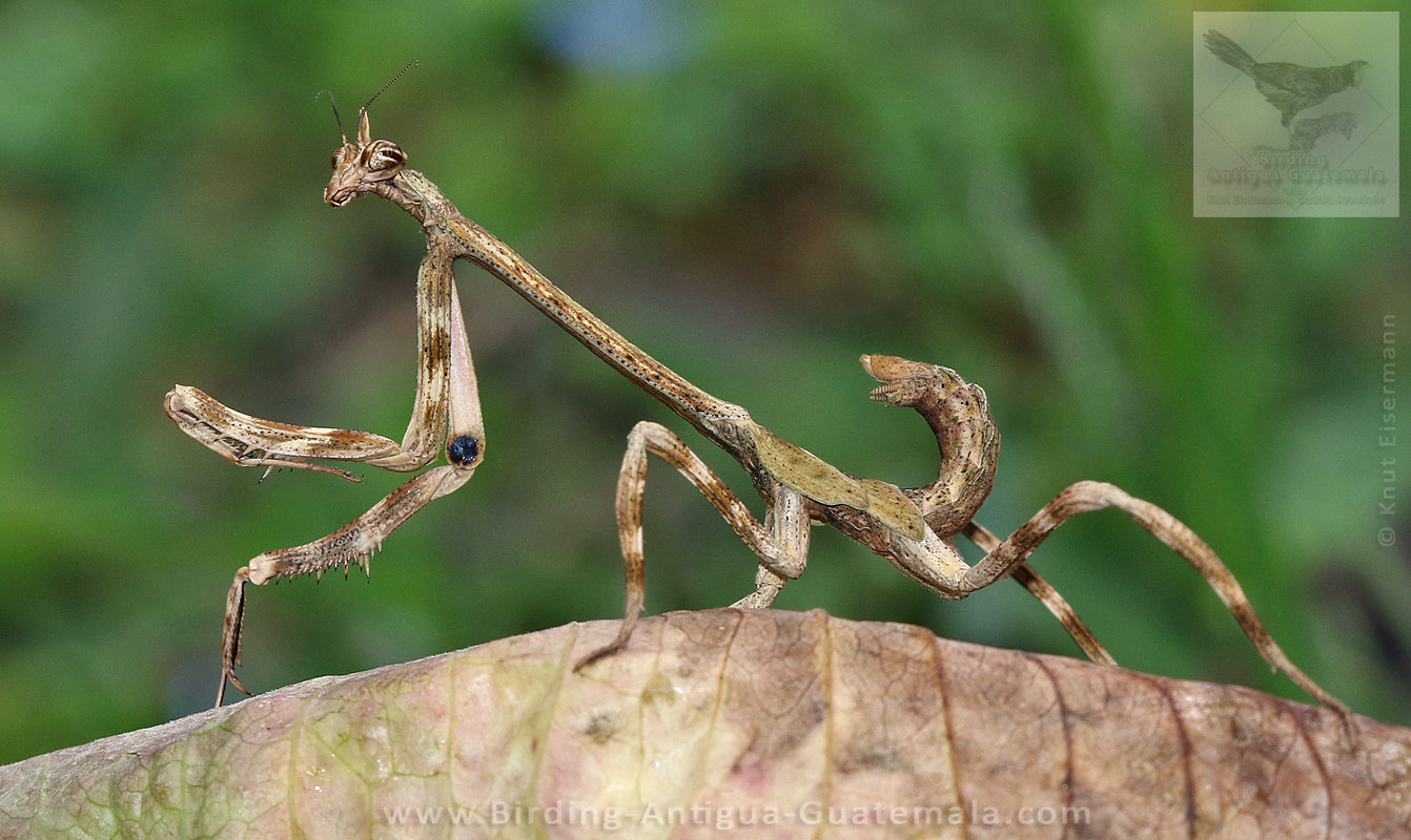 Unicorn mantis (Pseudovates sp.)