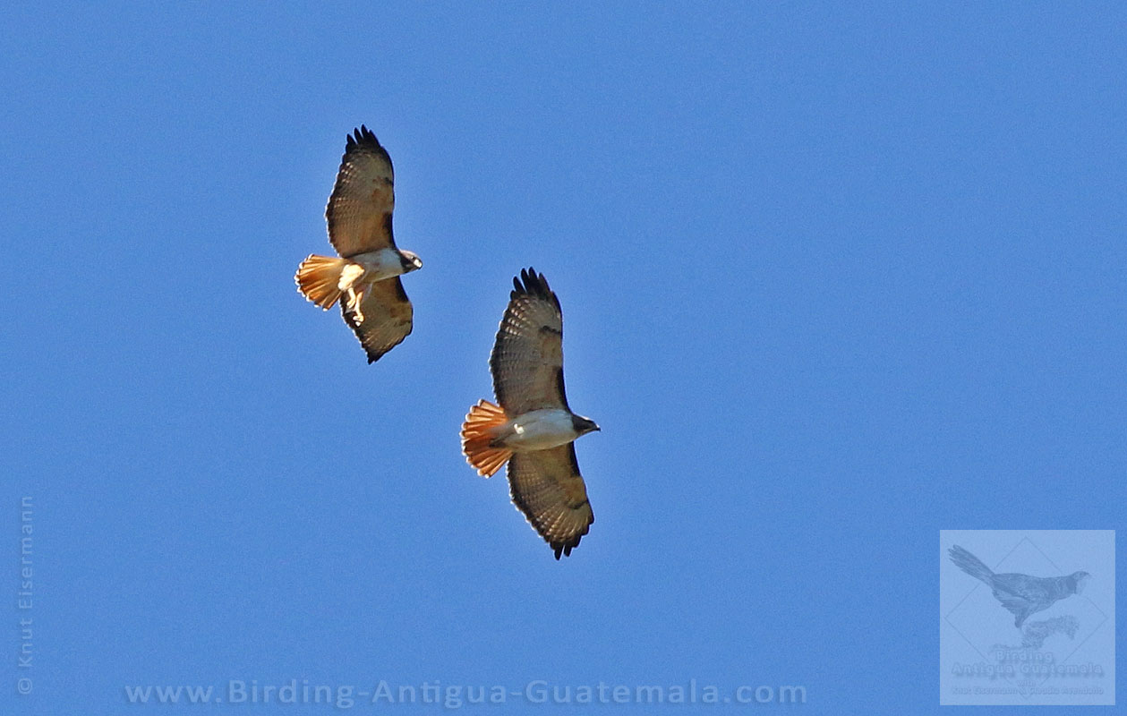 pair of Red-tailed Hawks
