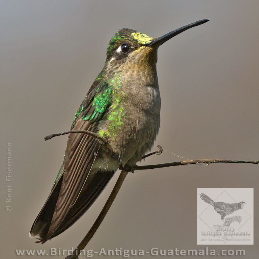 Rivoli's Hummingbird