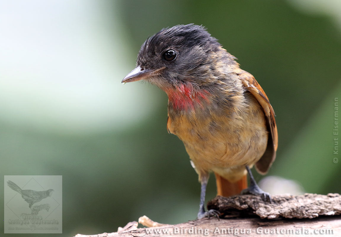 young male Rose-throated Becard