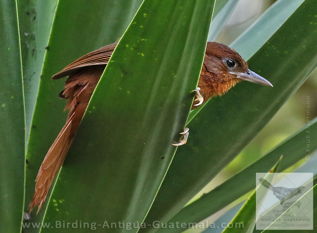 Ruddy Foliage-gleaner