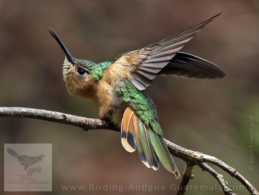 Rufous Sabrewing