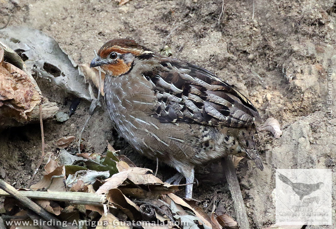 Singing Quail (Dactylortyx thoracicus)