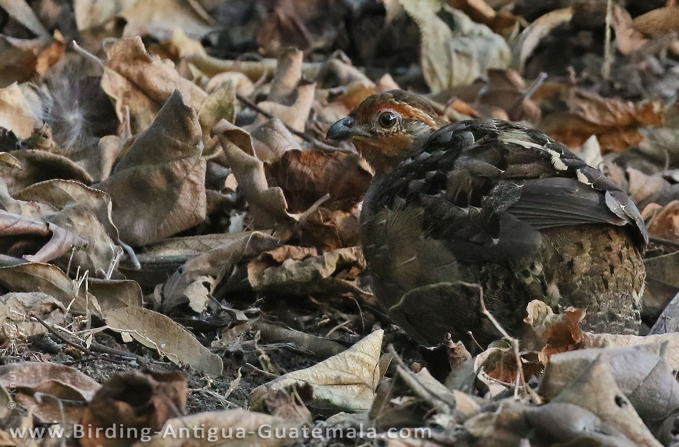 Male Singing Quail (Dactylortyx thoracicus)