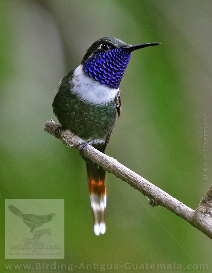 Sparkling-tailed Hummingbird